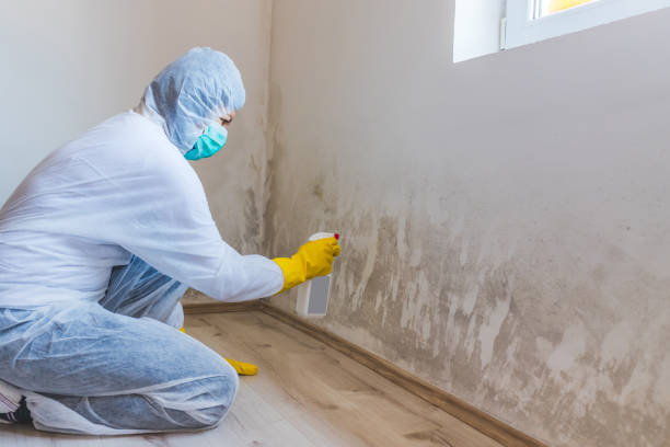 Licensed Mold Inspection service in Mount Airy, GA - WQB Mold Removal