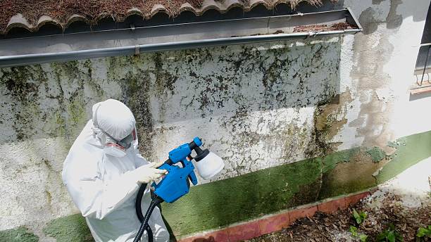 Top rated local Mold Inspection specialists in Mount Airy, GA